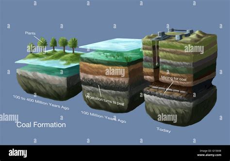 Illustration Showing The Process Of Coal Formation The Earth Once