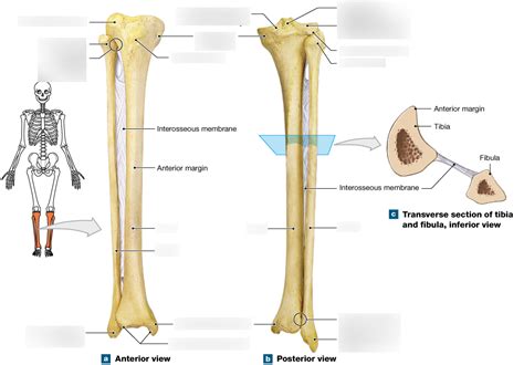 The Right Tibia And Fibula Diagram Quizlet