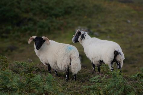 Scottish Highland Sheep By Bartsphotography On Deviantart