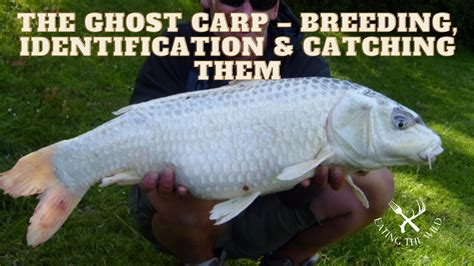 The Ghost Carp – Breeding, Identification & Catching Them - eatingthewild.com