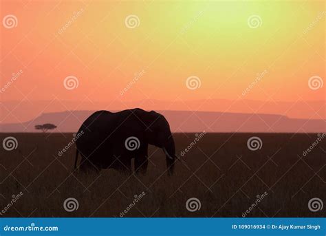 African Elephant During Dusk Stock Photo Image Of Horizon