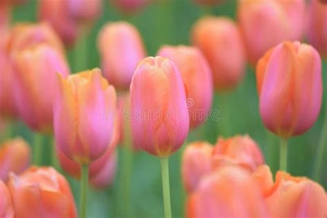 Detalles Macros De Las Flores Anaranjadas Del Tulipán Foto de archivo