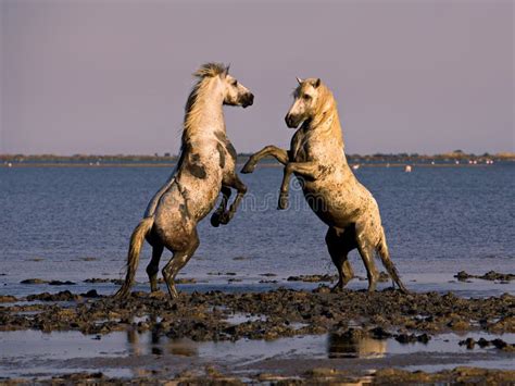 White Stallions Fighting On The Coast At The Sunset In Camargue France
