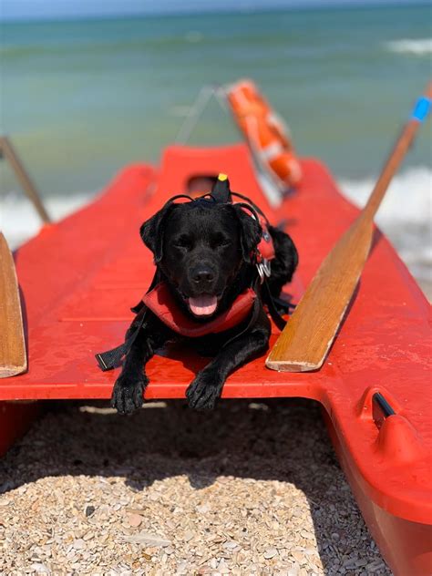 Cani Da Salvataggio In Mare Al Via In Salento I Corsi Per Conseguire