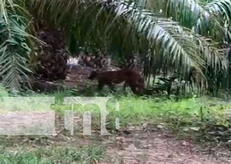 Reportan El Avistamiento De Un Puma En El Rama TN8 Tv