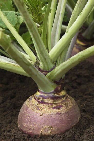 Growing Turnips In Pots How To Grow Turnips In Containers