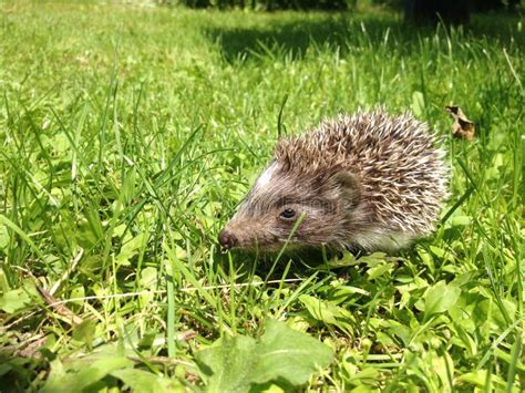 Hedgehog in garden stock photo. Image of pine, grass, tree - 880532