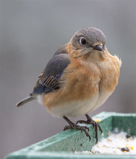 Eastern Bluebird female - FeederWatch