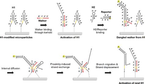 Figure 1 From A Simple Cleated Dna Walker That Hangs On To Surfaces