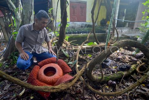 Budidaya Bunga Rafflesia Antara Foto