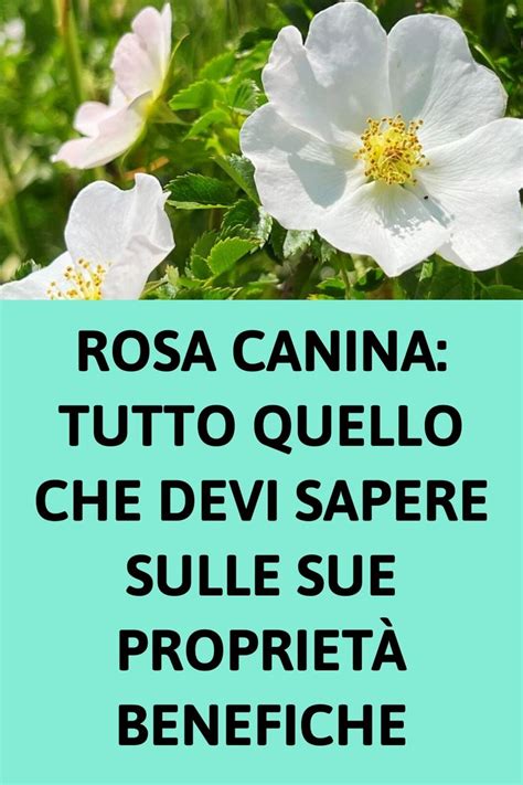 Rosa Canina Tutto Quello Che Devi Sapere Sulle Sue Propriet Benefiche