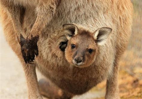 Discover What It Is Like Inside A Kangaroos Pouch A Z Animals