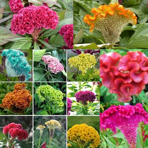 Amazon Garden Plant Seed Flower Seed Cockscomb Mixed Colors Dwarf