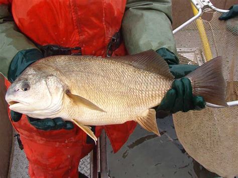 A drum fish – Tommy Thompson Park | Leslie Street Spit