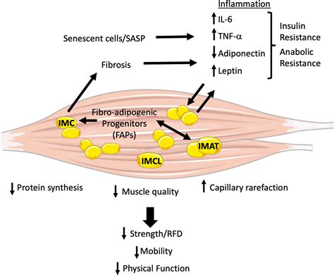 The Effects Of Myosteatosis On Skeletal Muscle Function In Older Adults