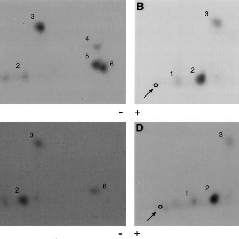 Two Dimensional Tryptic Phosphopeptide Mapping Of P Labeled Mdr B