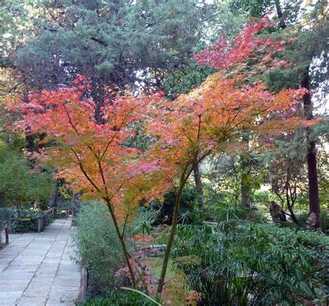 Acer Palmatum | Tuin