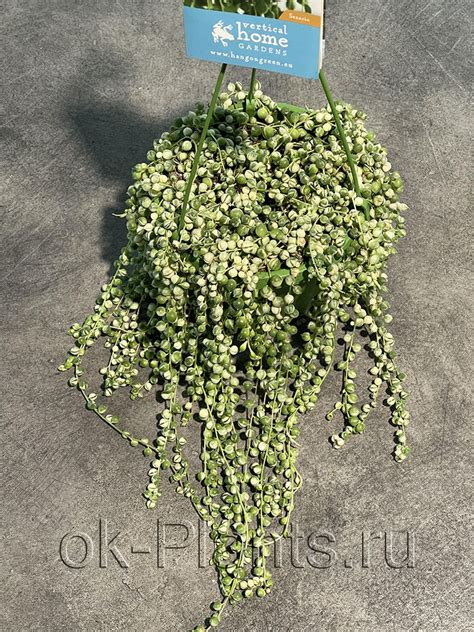 Сенецио Роули Вариегата подвес - купить, цена, условия выращивания в ...