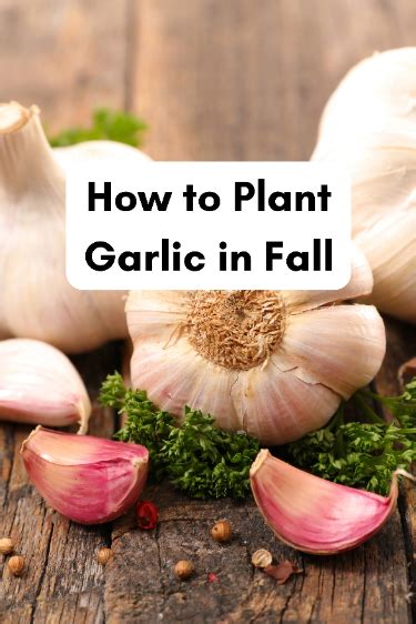 Types Of Garlic And How To Grow And Harvest Garlic Artofit