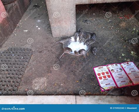 Rats In Shri Karni Mata Temple In Deshnoke Stock Image Image Of