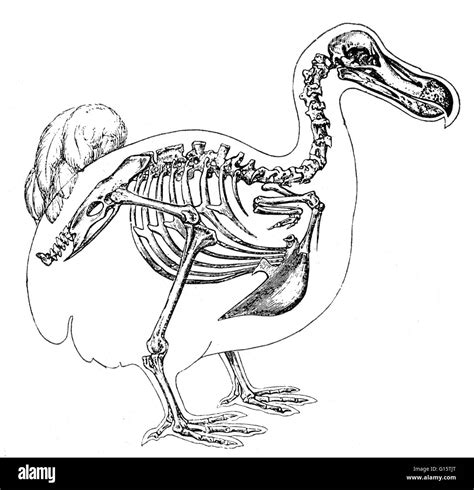 Dodo bird skeleton Black and White Stock Photos & Images - Alamy