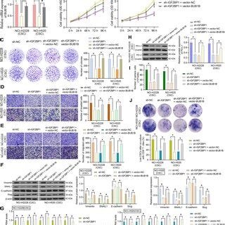 IGF2BP1 Knockdown Suppresses The Malignant Phenotype Of NSCLC Cells In