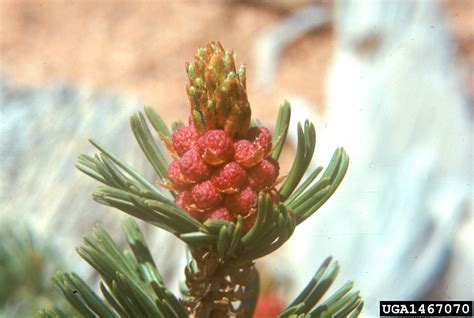 Foxtail Pine Pinus Balfouriana