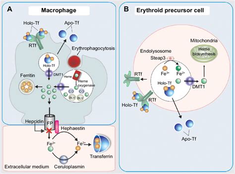 Scheme Of Iron Transport And Metabolism In The Macrophage A And In