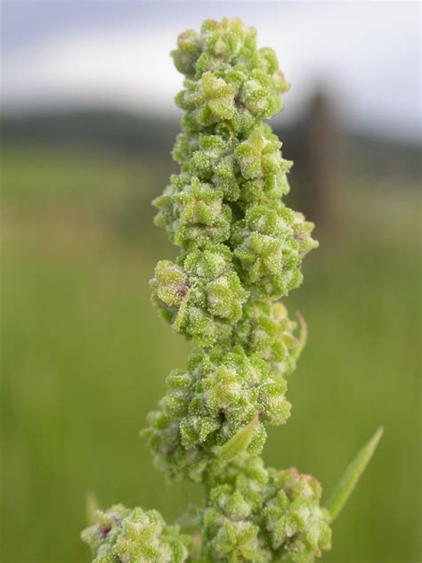 Chenopodium berlandieri Images - Useful Tropical Plants