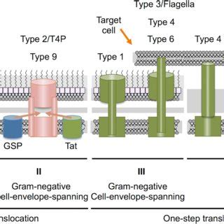 Schematics Of Class II Assembly Pathways Type 2 Secretion Systems