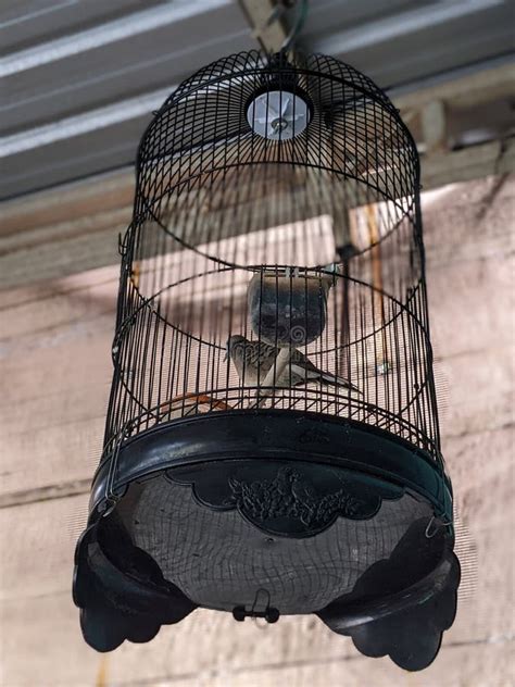 Bird Cage Hanging Under The Eaves Of The House Stock Photo Image Of