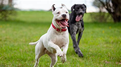 These Toronto Humane Society dogs are up for adoption right now