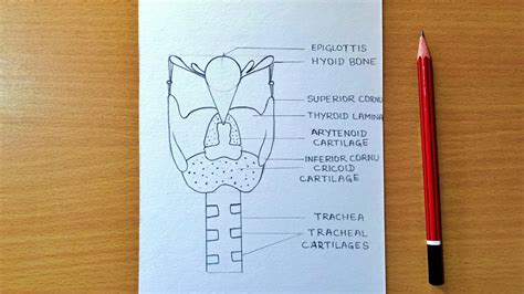 How To Draw Larynx Of Man Easily Human Larynx Diagram Labelled