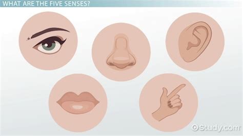 Senses Of The Body