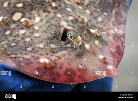 Skate Fish Hi Res Stock Photography And Images Alamy