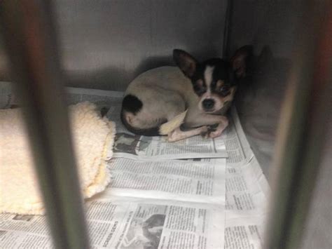 County Animal Shelter Finds Itself With 42 Homeless Chihuahuas Miami