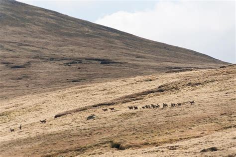 Premium Photo Scenic View Of A Group Of Deer Traversing A Dry Grassy