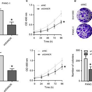 Knockdown Of DANCR Inhibits Cell Proliferation In PANC1 And SW1990