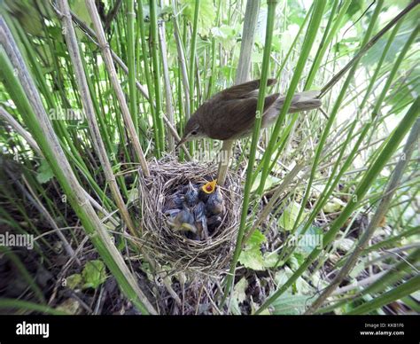 Acrocephalus Palustris The Nest Of The Marsh Warbler In Nature Russia