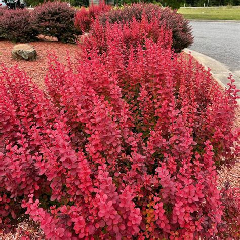 Barberry Basics A Guide To Popular Barberry Bush Varieties Bored Panda