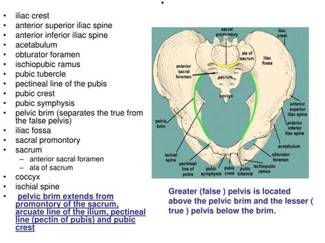 Ppt Pelvis Fracture Powerpoint Presentation Id737949