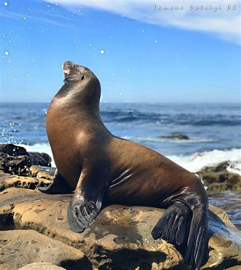 🌀my Beautiful Sealion San Diego ☀️ California 🇺🇸 • 📸ph ϯαʍαɾα