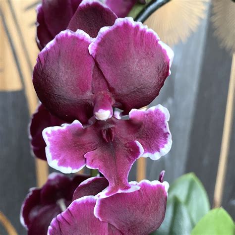 Orchid Phalaenopsis New Pearl