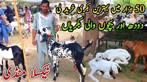 Naseeb Ka Soda Bacho Wali Bakriyan Taxila Mandi Update June