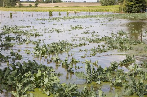 Flooded Crops Stock Image C Science Photo Library