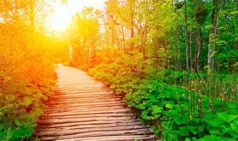 Wooden Path Stock Photos Royalty Free Wooden Path Images Depositphotos