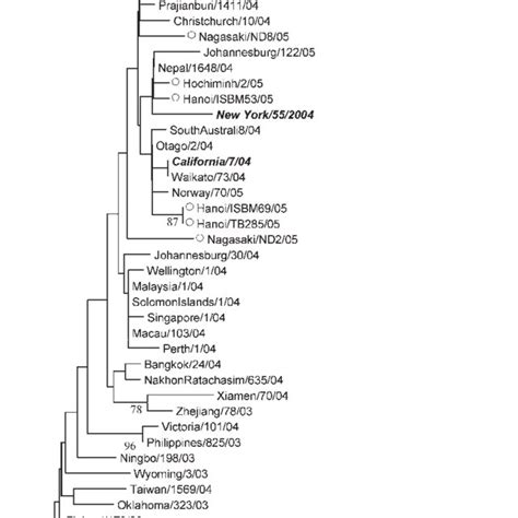 Phylogenetic Tree Analysis Among Hemagglutin Ha Genes From Human H3n2