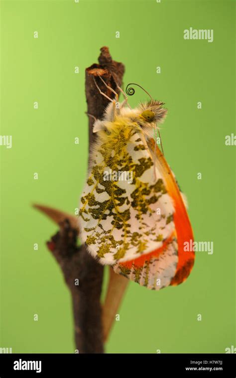 Orange Tip Anthocharis Cardamines Butterfly Metamorphosis Male