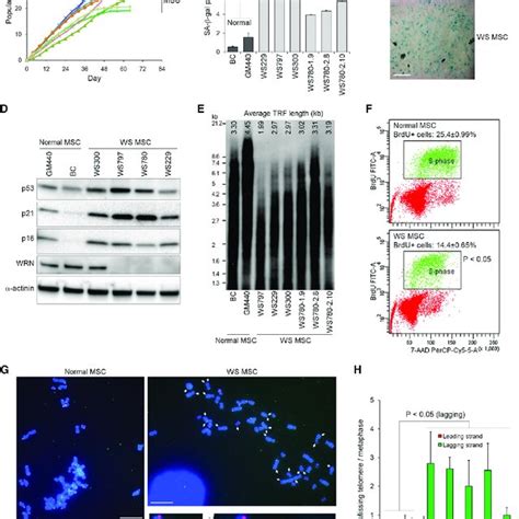 Detection Of γ H2ax Dna Damage Foci In Lmna Mutant Cells A