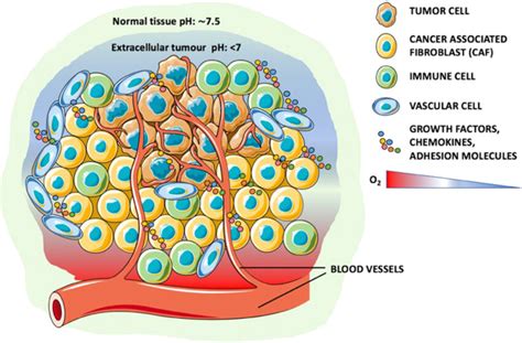 Schematic Representation Of The Tumour Microenvironment Tme In